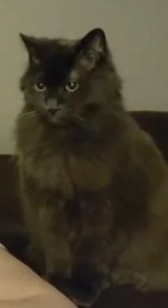 DeeAngryScot's tweet image. How low can #FoodieBeauty subs go? @MeterMalarkey has a live going watching it drop!

It would be a crime for THIS to have less of an impact than back when this heifer was caught sneaking w/nads

#JusticeforBBJ
#JusticeforSam
#CancelFoodieBeauty

youtube.com/live/Whkj_EQcI…