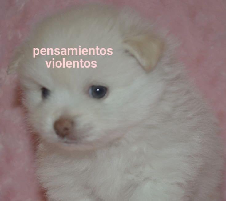 ¿Se tardaron en cancelar a la influencer coreana, no? Estoy a un vídeo/post dónde un extranjero/extranjera diga que le gusta mucho México porque es "barato" para elegir la violencia

A veces siento que solo somos mi hermana y yo contra los gentrificadores neocolonialistas.