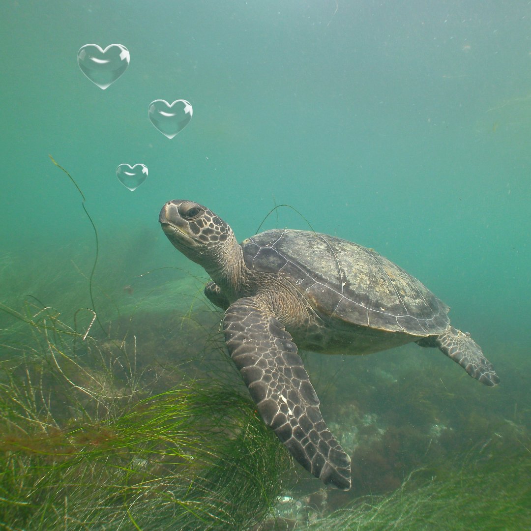 OceanConnectors's tweet image. Today, we hope you have a turtley awesome Valentine&apos;s Day shell-ebration with your valentine! 🐢 💚 Remember reusable bags and bottles make great Valentine&apos;s Day gifts, as well as Ocean Connectors Eco Tour tickets! 

📸 @corinnelovesnature

#BeAnOceanConnector #ValentinesDay