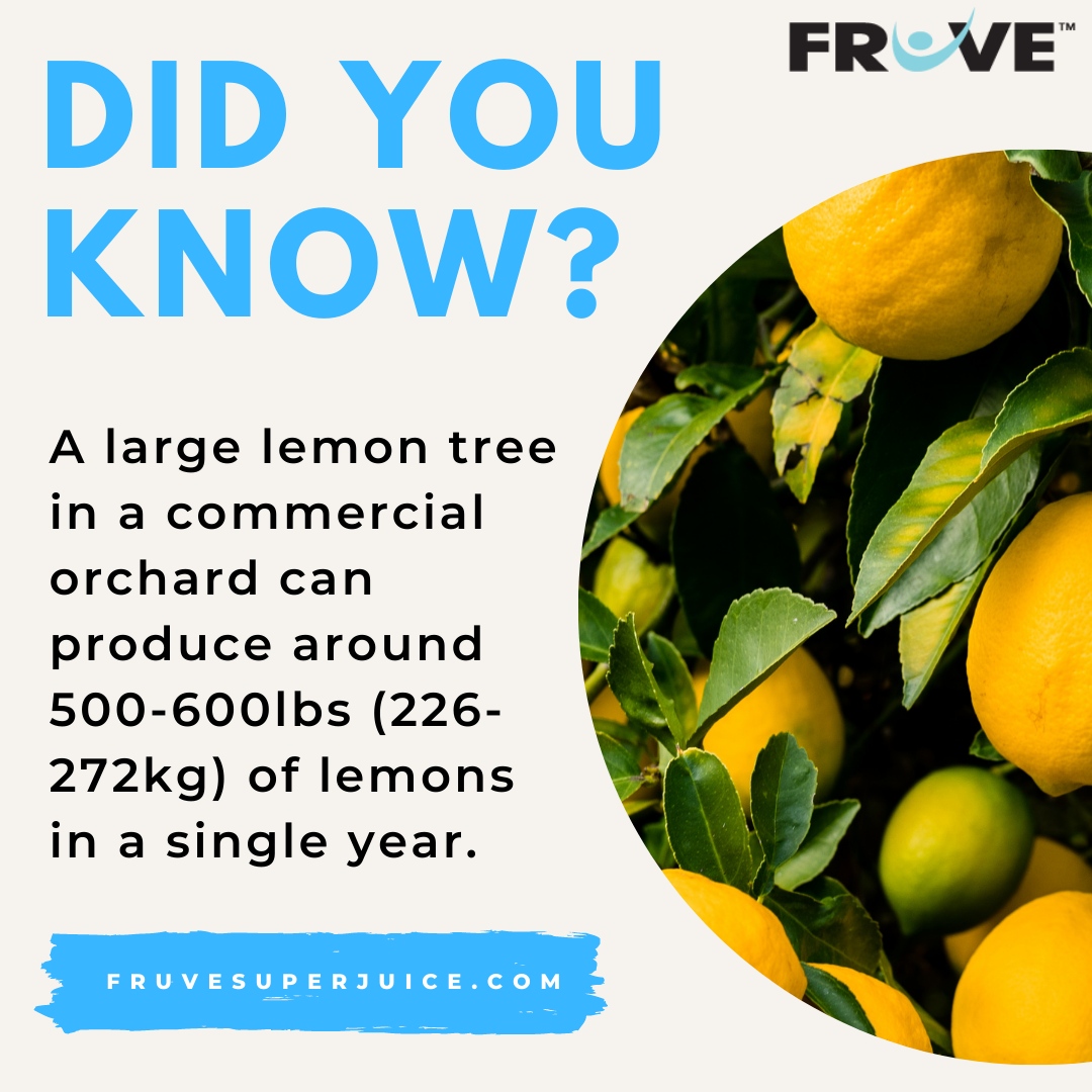 drinkfruve's tweet photo. That is 1,000s of lemons from a single tree per year! Imagine all the delicious and healthy drinks you can make with 500-600lbs of fresh lemons!
Use code TRIPLEC20 for a 20% discount on your entire order.
Visit our website: https://t.co/bnD5VxatWF
#FrUve #FrUveSuperjuice https://t.co/gFoVe2exFy