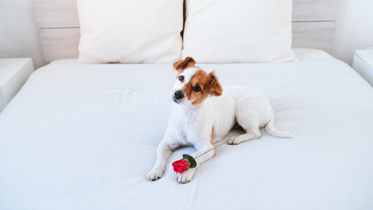 Happy Valentine’s Day 🌹

Here’s some cuteness for your feed 🥰.

#bnydogs #bitchnewyork #luxurydog #mustlovedogs