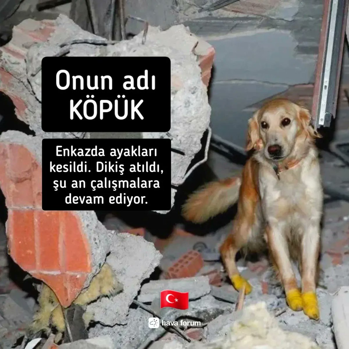 Depremin üzerinden 9 gün geçti. "Köpük" şu sıralar hala çalışıyor. Üstelik bazı kokular almış, yaşam belirtisi var diyor. Helal olsun sana Köpük ! 👏🏻