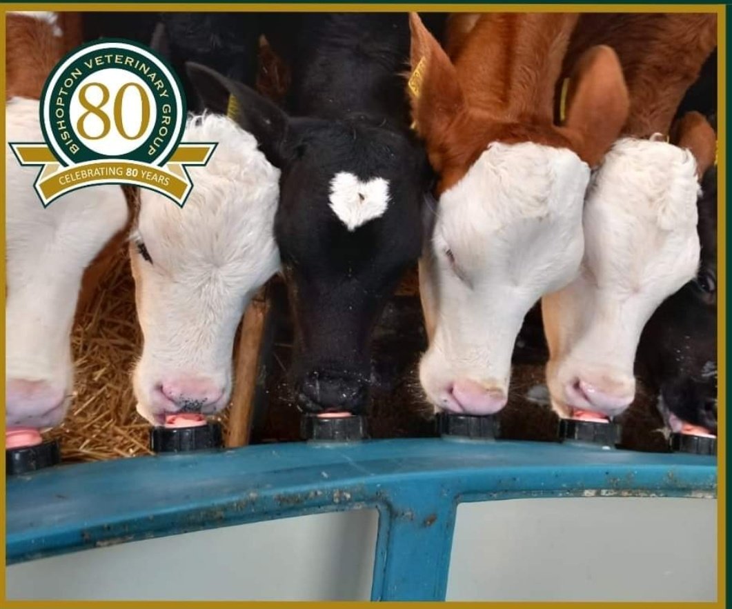 Happy #ValentinesDay! #lovecows #teamBVG #farmvets