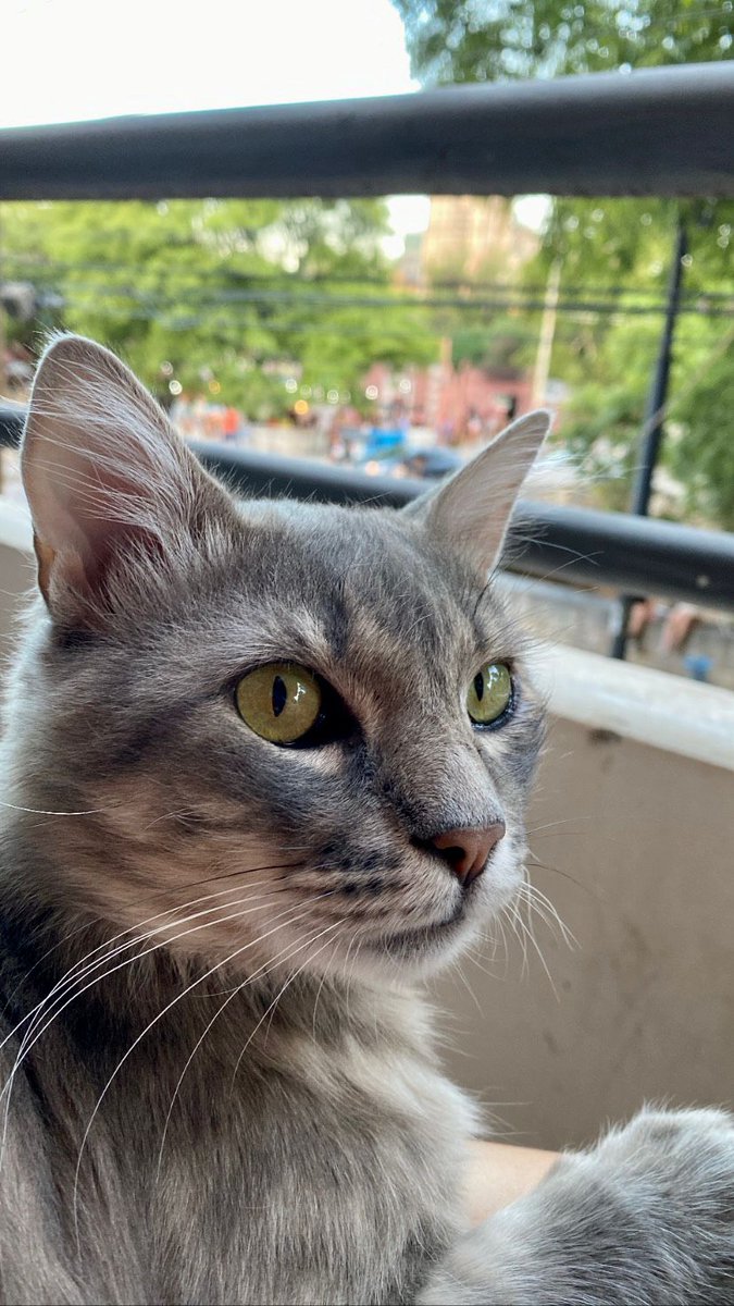 cmchrd's tweet photo. Este gorrrdo del amor busca un hogar para siempre 🫶🏻🫶🏻🫶🏻. Es lo más bueno y compañero del 🌍 y no molesta para nada, solo ama comer y dormir siestitas al lado tuyo 🤍. Interesados pueden comunicarse conmigo o con @adopciongatoscba en ig, sino con un RT me ayudan mucho ✨️ https://t.co/GEf1UqKglO