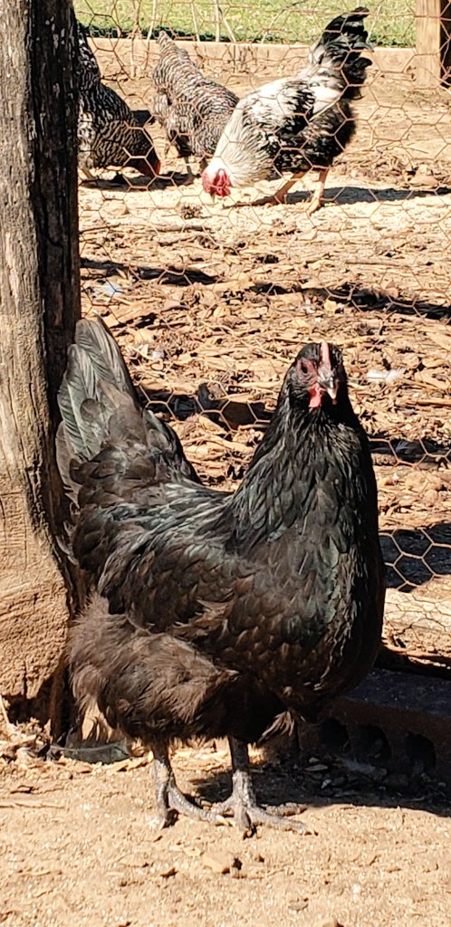 Black Australorps are another Gentle Breed that everyone should have in their flock. Black Australorps are Beautiful and lay up to 280 to 300 Large Brown Eggs a year. World Record Egg Layer was a Black Australorps. Laying 364 eggs in 365 days.