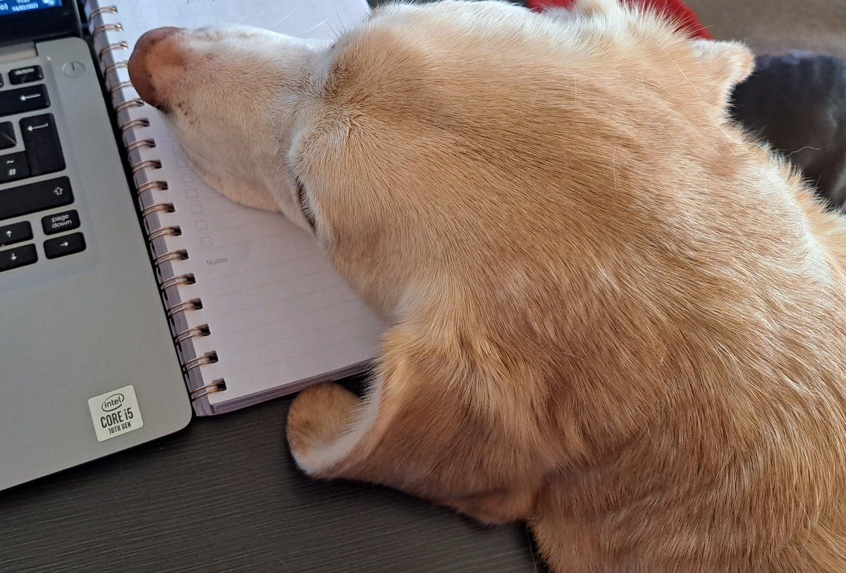 amyvictoria78's tweet photo. WFH issues #labradog #WFH #valentinesfloof https://t.co/DBs1lsCRY5