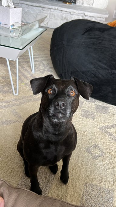 Happy Valentine’s Day! Today I’m spending it with my dog pork. https://t.co/cMDfE57EBt