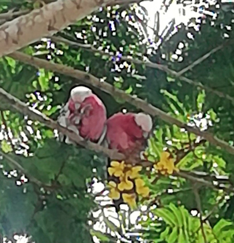 Vics_Echidna's tweet image. Beautiful #Galah pair flew into town 😍 and a young #butcherbird w. parents close by hung around all day by the path! Spotted a #geocaching 🐞 and some great looking flowers too 💮 @springfieldQLD is looking good! #community #NatureMatters 🌏 #BirdsOfAustralia 🐦 #BirdsOfTwitter