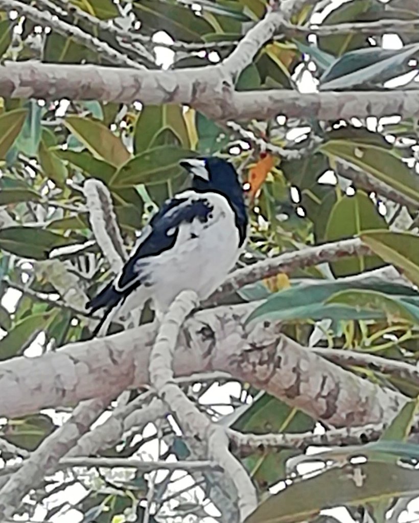 Vics_Echidna's tweet image. Beautiful #Galah pair flew into town 😍 and a young #butcherbird w. parents close by hung around all day by the path! Spotted a #geocaching 🐞 and some great looking flowers too 💮 @springfieldQLD is looking good! #community #NatureMatters 🌏 #BirdsOfAustralia 🐦 #BirdsOfTwitter