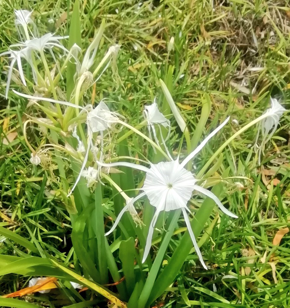 Vics_Echidna's tweet image. Beautiful #Galah pair flew into town 😍 and a young #butcherbird w. parents close by hung around all day by the path! Spotted a #geocaching 🐞 and some great looking flowers too 💮 @springfieldQLD is looking good! #community #NatureMatters 🌏 #BirdsOfAustralia 🐦 #BirdsOfTwitter