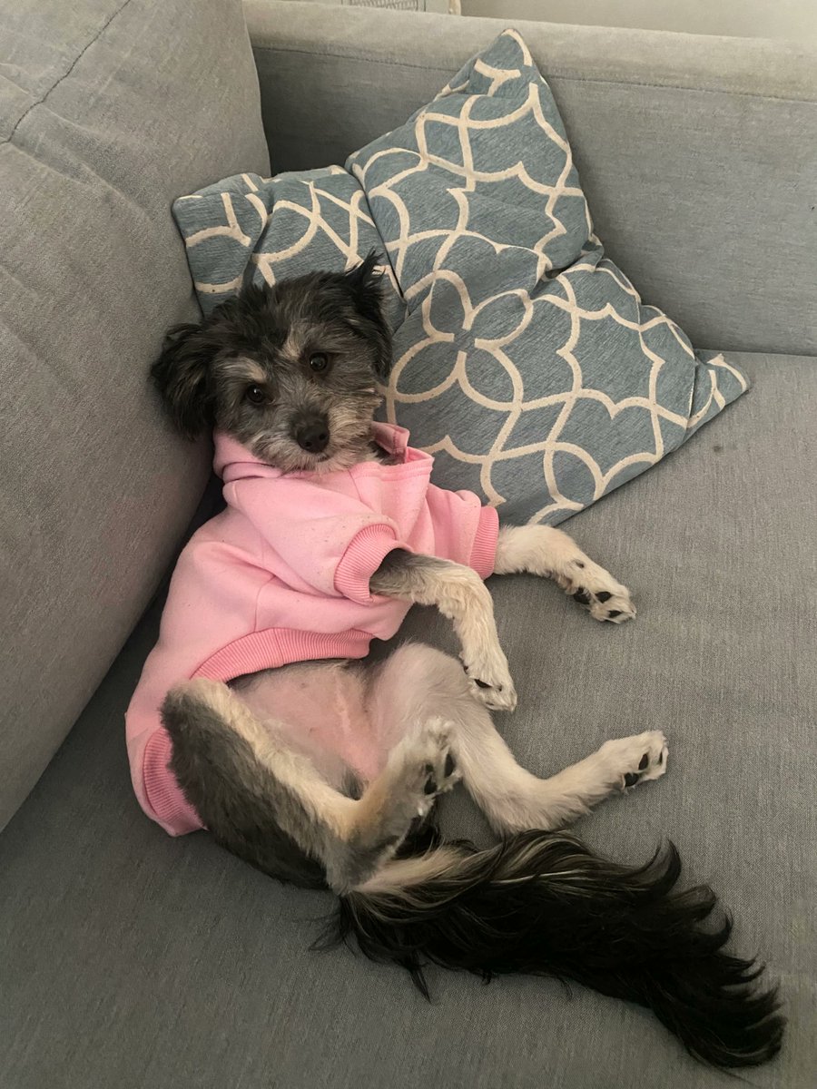 Meet Millie. Just sitting back and relaxing with her Mama.
My daughter's pup 💕 
She loves to dress her up? Do you dress up your pup?
#cutepup #dogmom #dogslife #emotionalsupporthuman