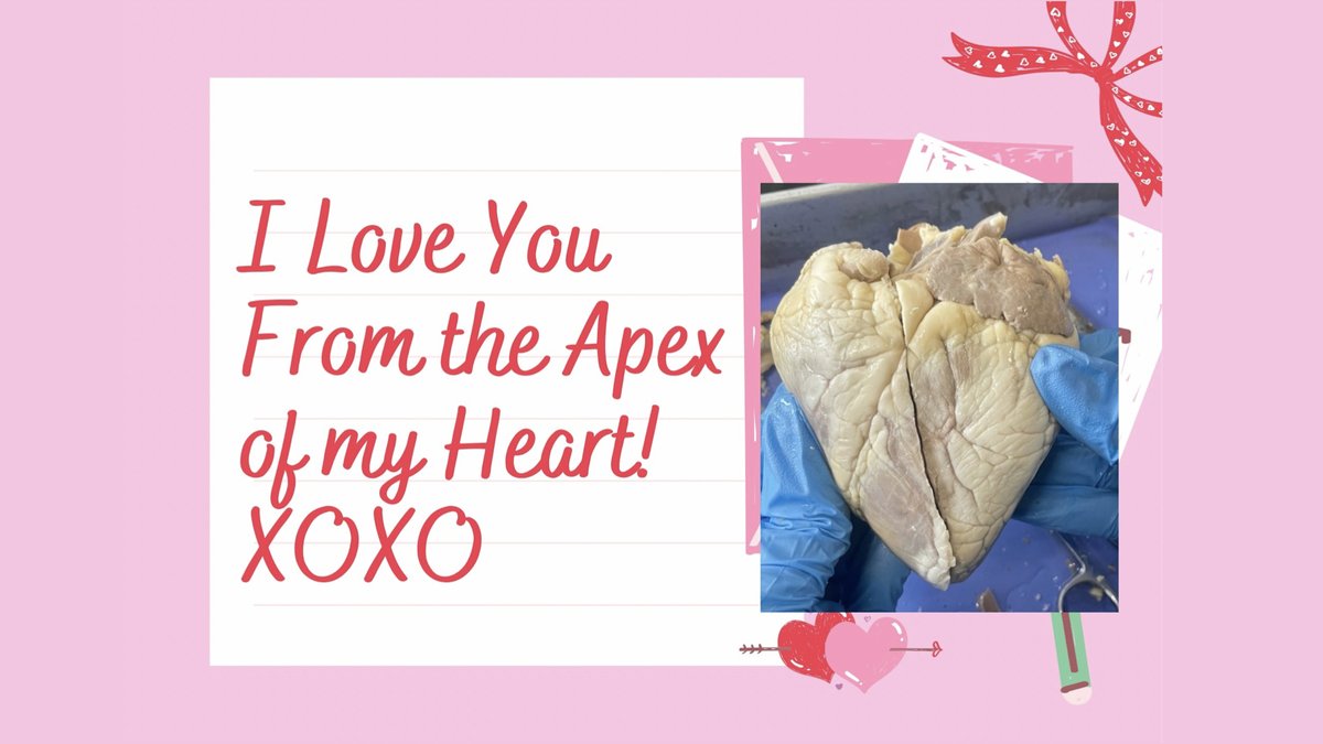 jdeinhammer's tweet photo. Happy Valentines Day from #chsAP ❤️🫀 https://t.co/0ntzqVB0nO