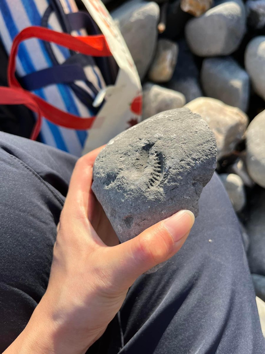 SteflovesPlants's tweet image. Went #fossilhunting with @GloverEcology at #AmmonitePavement, #JurassicCoast as #Valentine’s Date (probably our first ever Valentine’s date ever lol). Unfortunately we didn’t find an #ammonite small enough to take home. May be we’ll go there again after a storm!