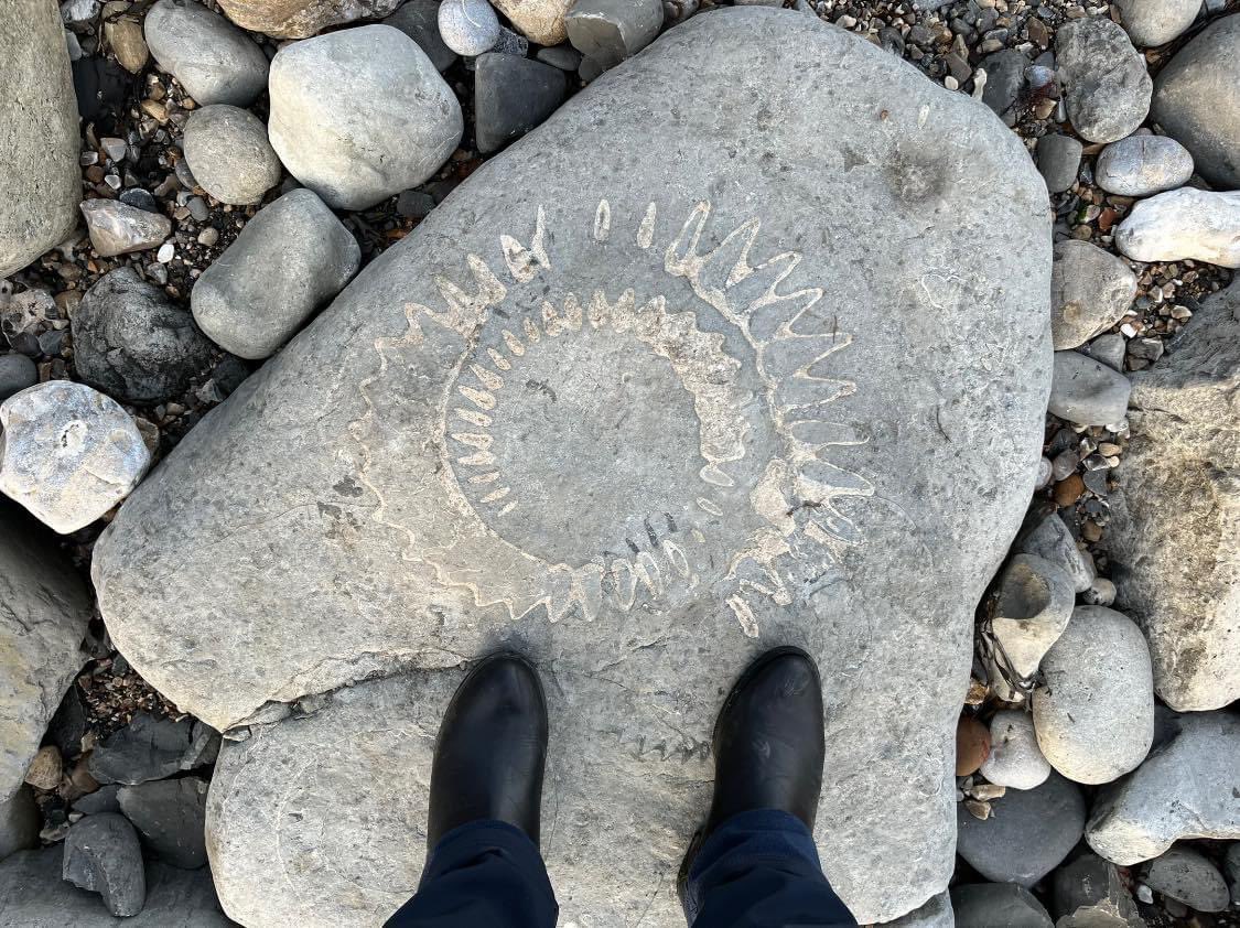 SteflovesPlants's tweet image. Went #fossilhunting with @GloverEcology at #AmmonitePavement, #JurassicCoast as #Valentine’s Date (probably our first ever Valentine’s date ever lol). Unfortunately we didn’t find an #ammonite small enough to take home. May be we’ll go there again after a storm!