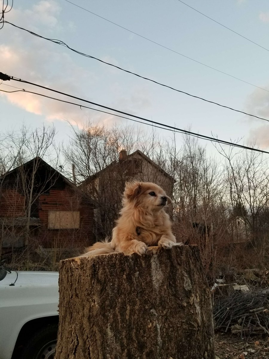 Bangers_Snepsid's tweet photo. gm = good mourning today

Thanks for passing away on the day of love my little Chop, because that's everything that you were, a little fur ball of love. Everywhere you went you were the star of the show and you have been inscribed on incalculable hearts

Majestic Chop, the legend https://t.co/h7V0C27kGh