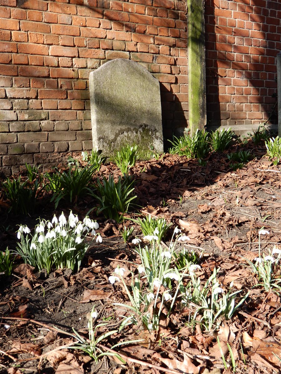 New Life.
#Colchester #StBotolphs #Essex #snowdrops #flowers
