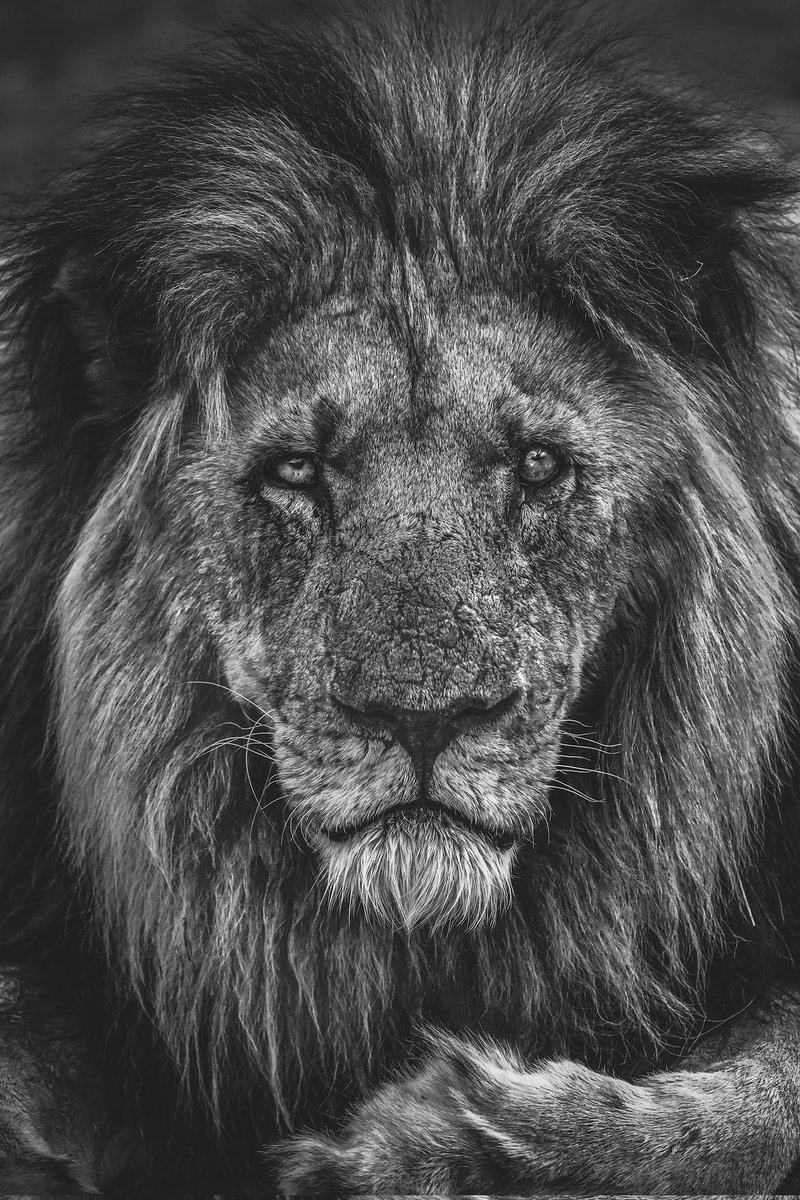 Face of War:The life of this ancient male lion has been filled with 
battles. The inaugural release from my forthcoming series of prints.
#fineartphotography #Lion