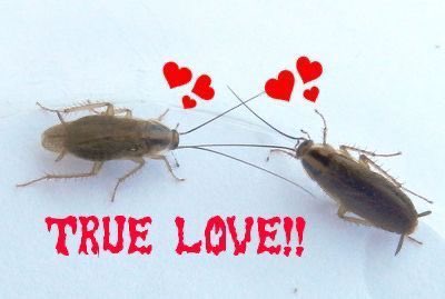 termite394200's tweet photo. happy valentines day! here are some other species being in love for awareness that other species also have feelings https://t.co/XdF9G1cuxG
