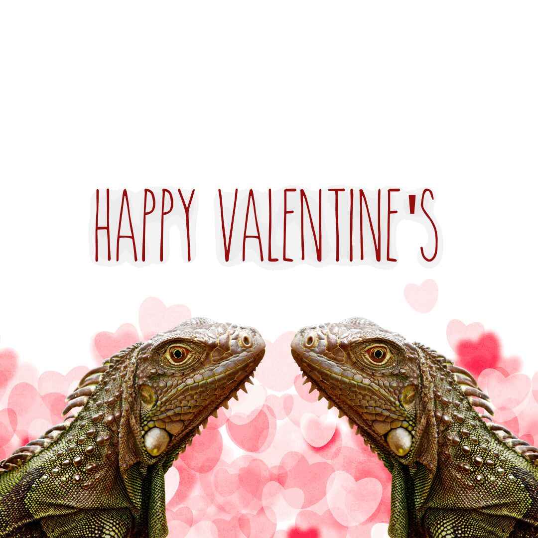 crittercrawlers's tweet photo. It’s the season of love!  Happy Valentine’s Day!

#crittersandcrawlers #ValentinesDay #happyvalentinesday2023 https://t.co/3BKRzZb9fn