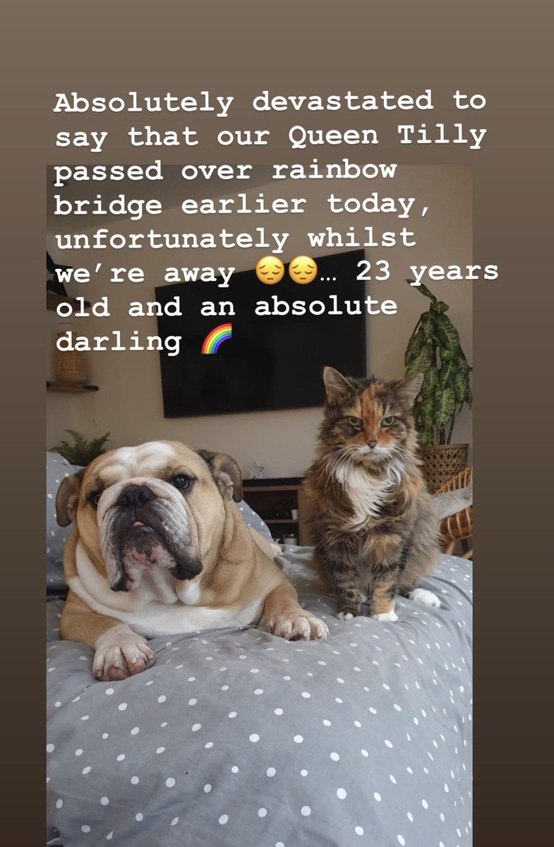 madsbaz's tweet photo. Ron will miss his bestie …. Queen Tilly you’ve gained your wings 😔 #mainecoon #23yearsyoung https://t.co/PeHq8c4hD1