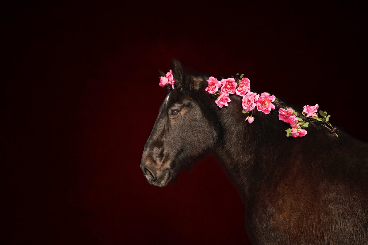 Happy Valentine's Day! From the Dog Tales Family to you ❤️