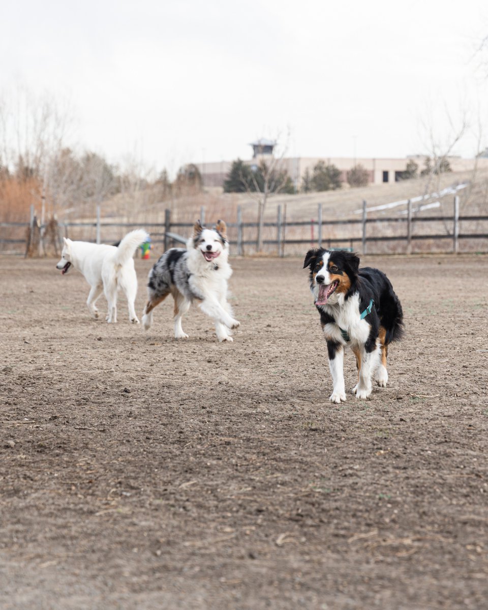 townofsuperior's tweet photo. Puppies are our forever valentines 🐕 😊 

#AutreyPark #TownofSUPERIOR #SuperiorColorado #BoulderCounty #dogsofcolorado #coloradodogs https://t.co/0DNhn91cLl