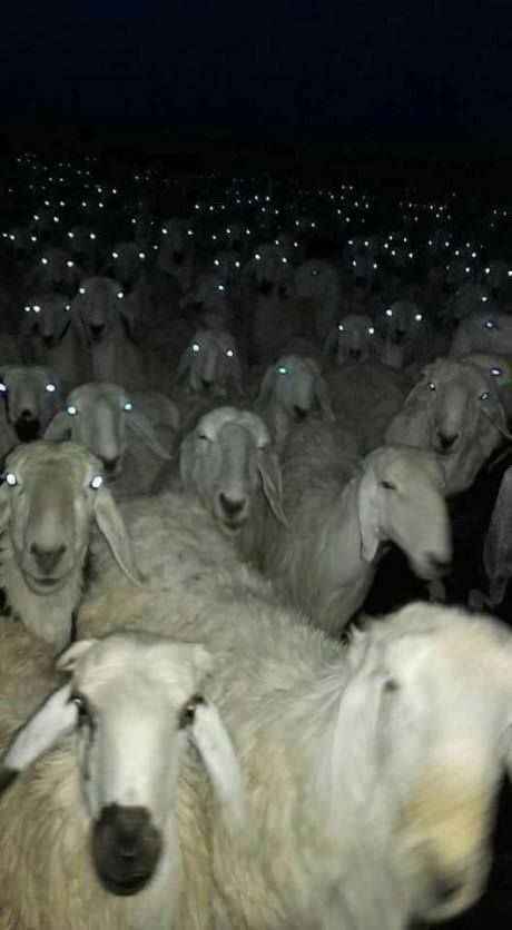naughtyavocadol's tweet photo. Will’s sheep after witnessing the biggest betrayal on Jessie #LoveIsland https://t.co/yRkMn7PHN5