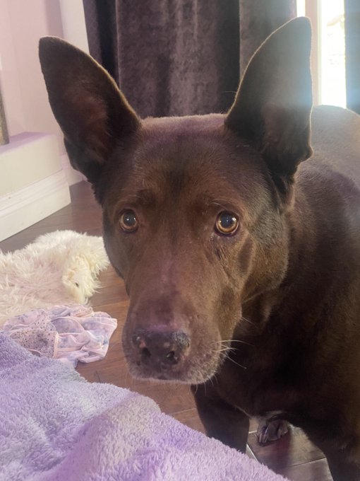 This dog won&rsquo;t eat any kind of eggs but loves lemon Italian ice. Wtf https://t.co/AJWyFriJVT<a href="/tag/myfreecams"class="tags"><span>#myfreecams</span></a>