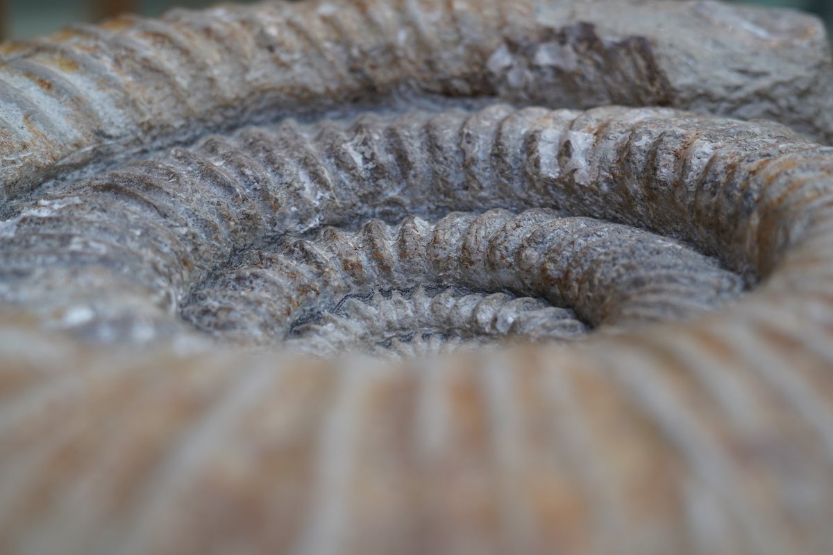 Hayley Leyshon tweet media