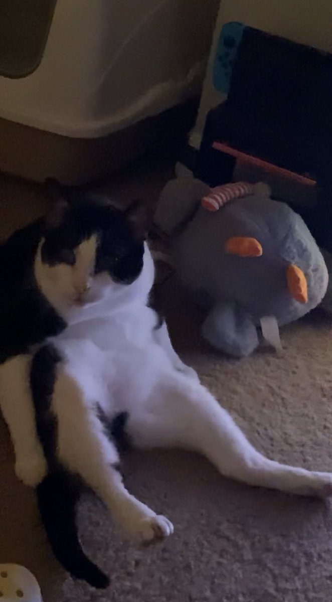 mythicalxbean's tweet photo. I posted you on instagram, but you deserve to be talked about absolutely everywhere, my baby. Thank you for giving me and your papa an amazing few months and for making our family complete. We love you so so much. We’ll miss your happy loving self so much. https://t.co/EyrglywLAa