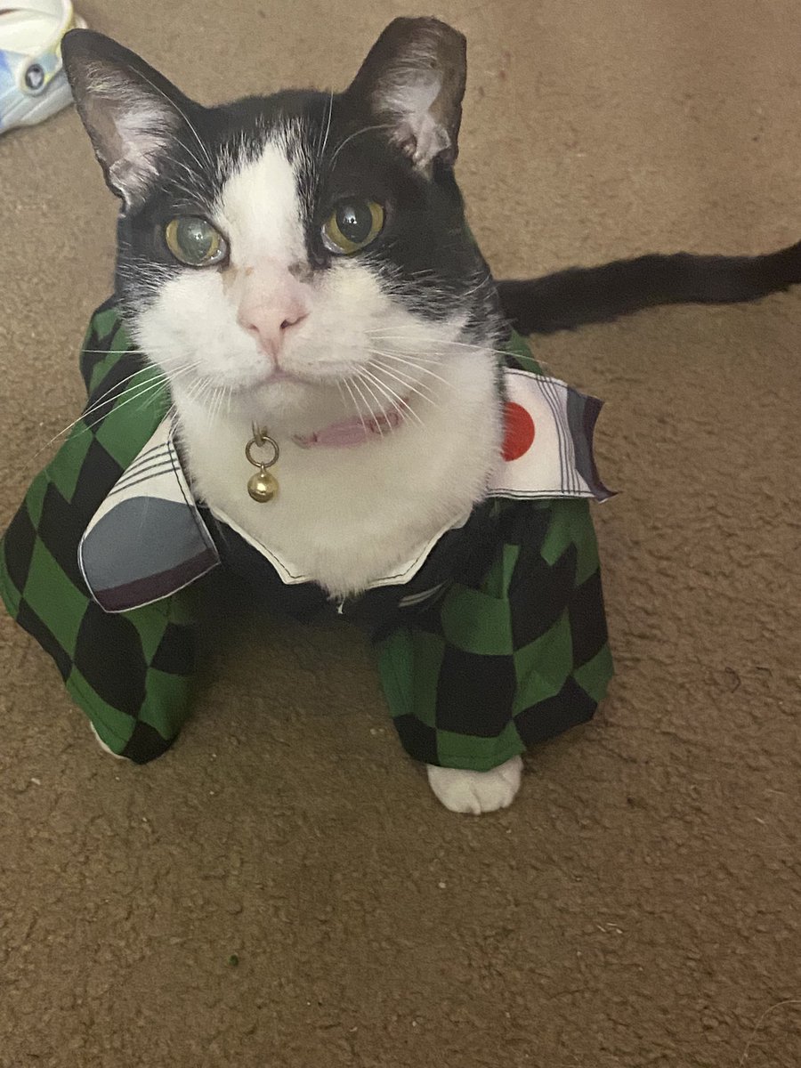 mythicalxbean's tweet photo. I posted you on instagram, but you deserve to be talked about absolutely everywhere, my baby. Thank you for giving me and your papa an amazing few months and for making our family complete. We love you so so much. We’ll miss your happy loving self so much. https://t.co/EyrglywLAa