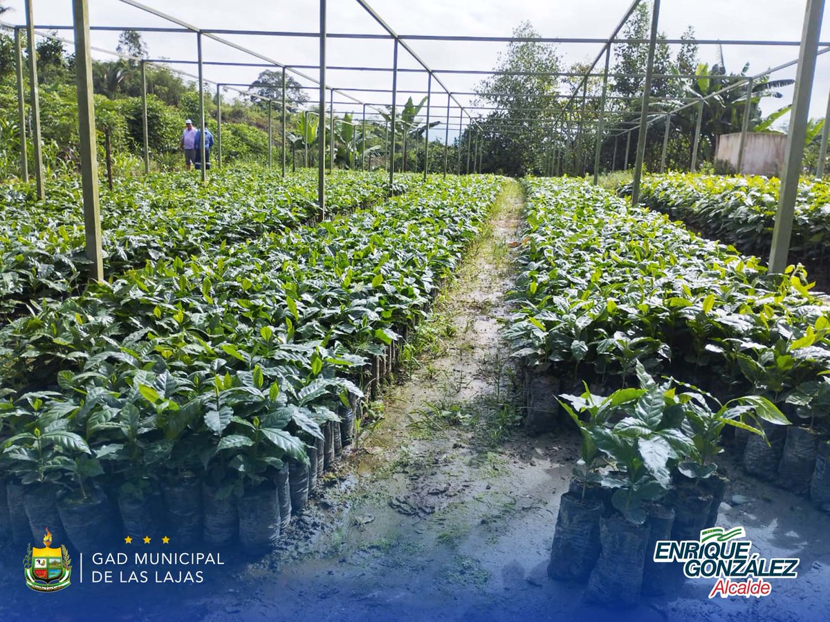 ALaslajas's tweet photo. 📌#LasLajas| 🪴El día de hoy en la mañana, se realizó la primera entrega simbólica de plantas de café a productores locales de la variedad #Akawua mejorado y #Nacional.
#ProyectoSembrarViveroMunicipal 
#LasLajasProduce
#EnriqueGonzálezElAlcaldeAmigo https://t.co/W405ldckEf