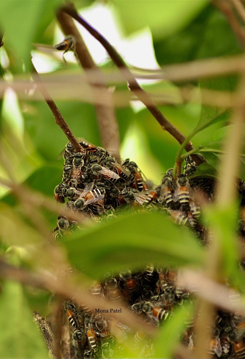 MonaPatelT's tweet image. 🐝 Our bees are dying and their disappearance is a threat to us.
Extinction rate 1000 times higher than normal.
90% of wild flowering plants depend on them.
FAO says 84% of the world's food crops depend on them.

Let's Save The Bees - Sign the Petition! chng.it/JQrmgT2n 🙏