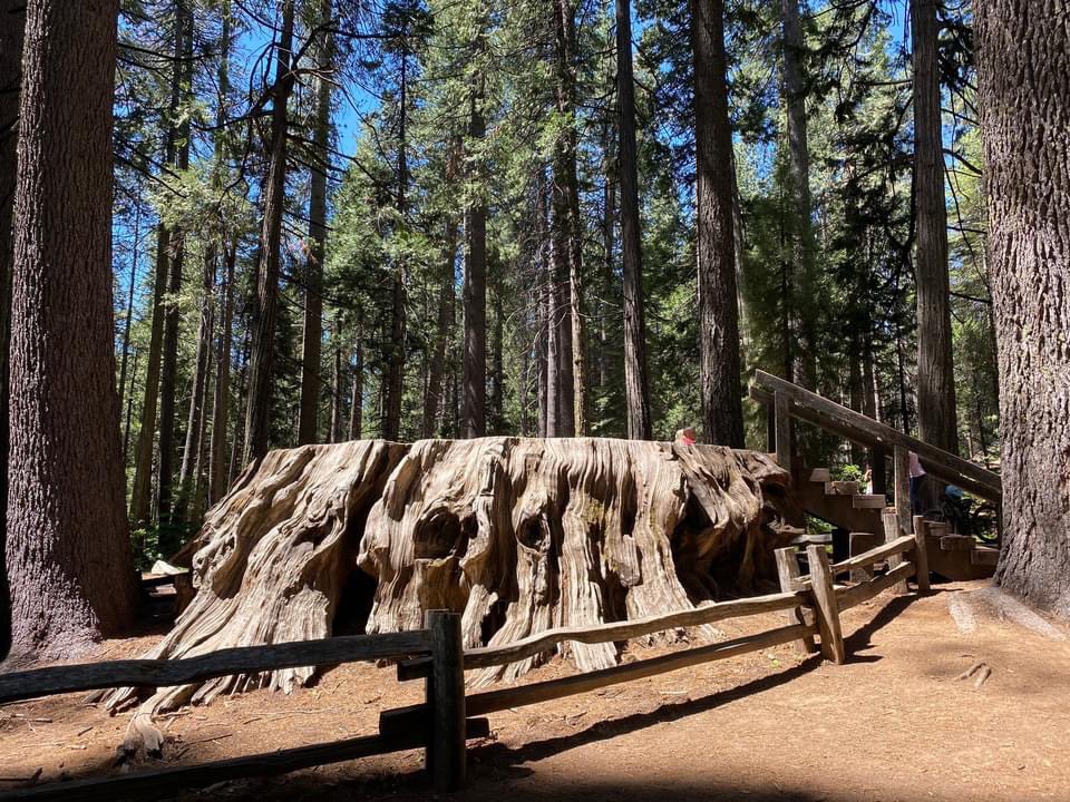 Calaveras Big Trees tweet media