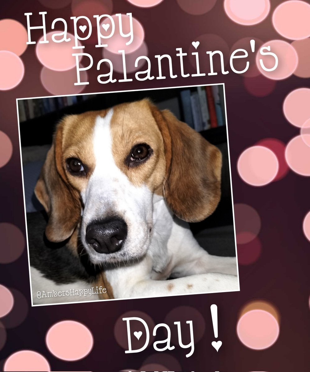 @iaindwelch Oh happy #ValentinesDay ❣️ They all look awfully pretty. 💐🎁🎈
Besides the gifts, cuddles are today's must have! Enjoy #PalentinesDay with everyone you love! 🤗😊 
XOXO Amber 🧡