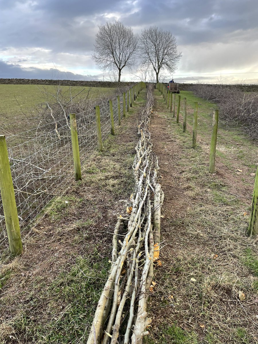 Last of hedge laying for this year