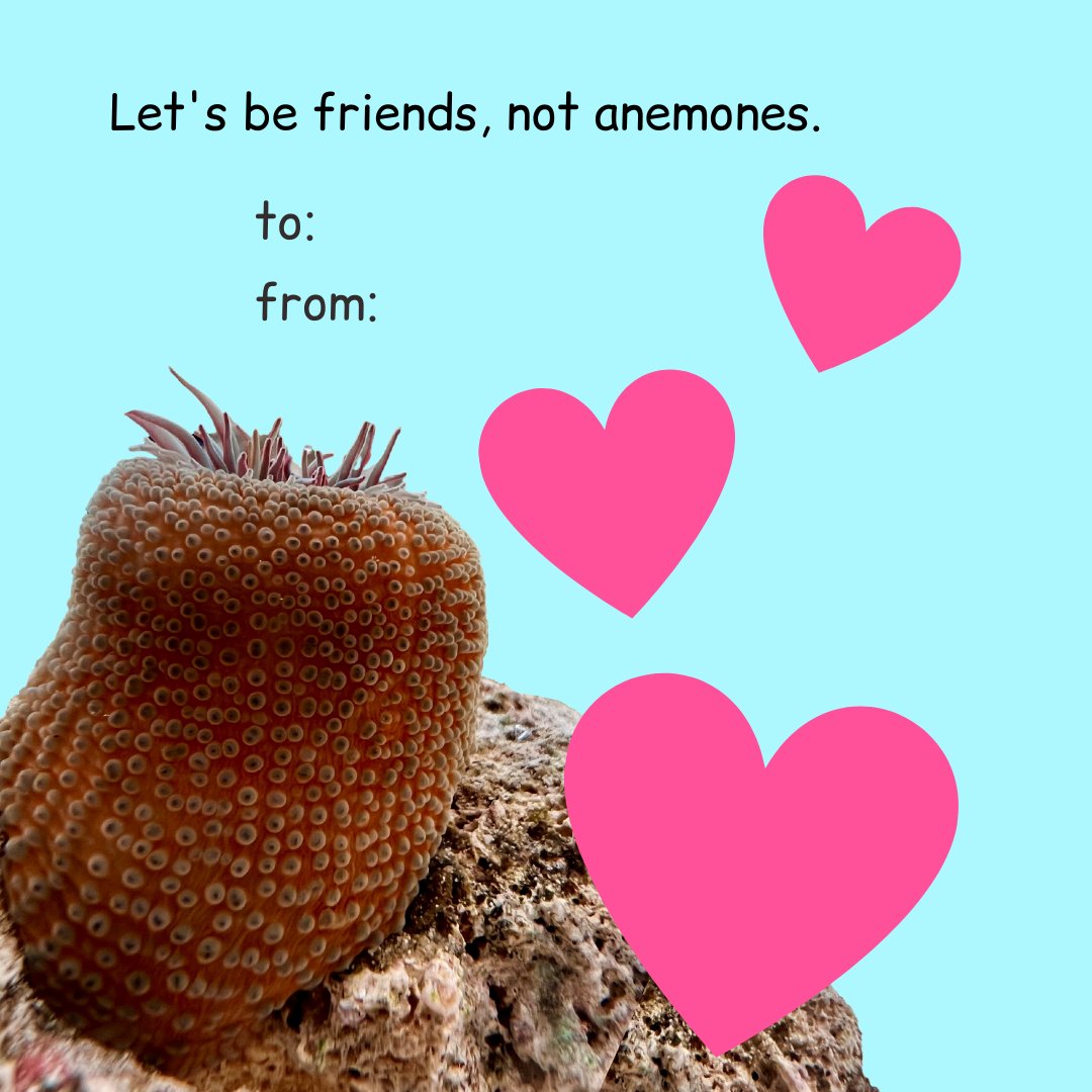 ♥️ Happy Valentine's Day! ♥️ 

<a href="/AggiesByTheSea/">Texas A&M Galveston 👍🌊</a>  Bring your friends to check out the warty anemones in our touch tank! 🦐🐟🦀