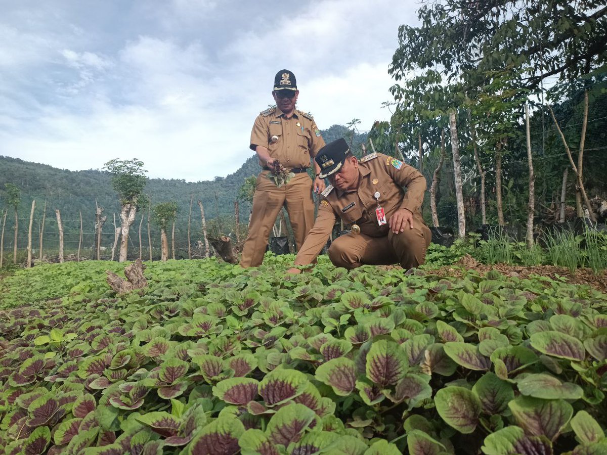 doktornurdin's tweet photo. Luar Biasa Masyarakat Aceh Jaya panen bayam. https://t.co/yDWnOEUSub