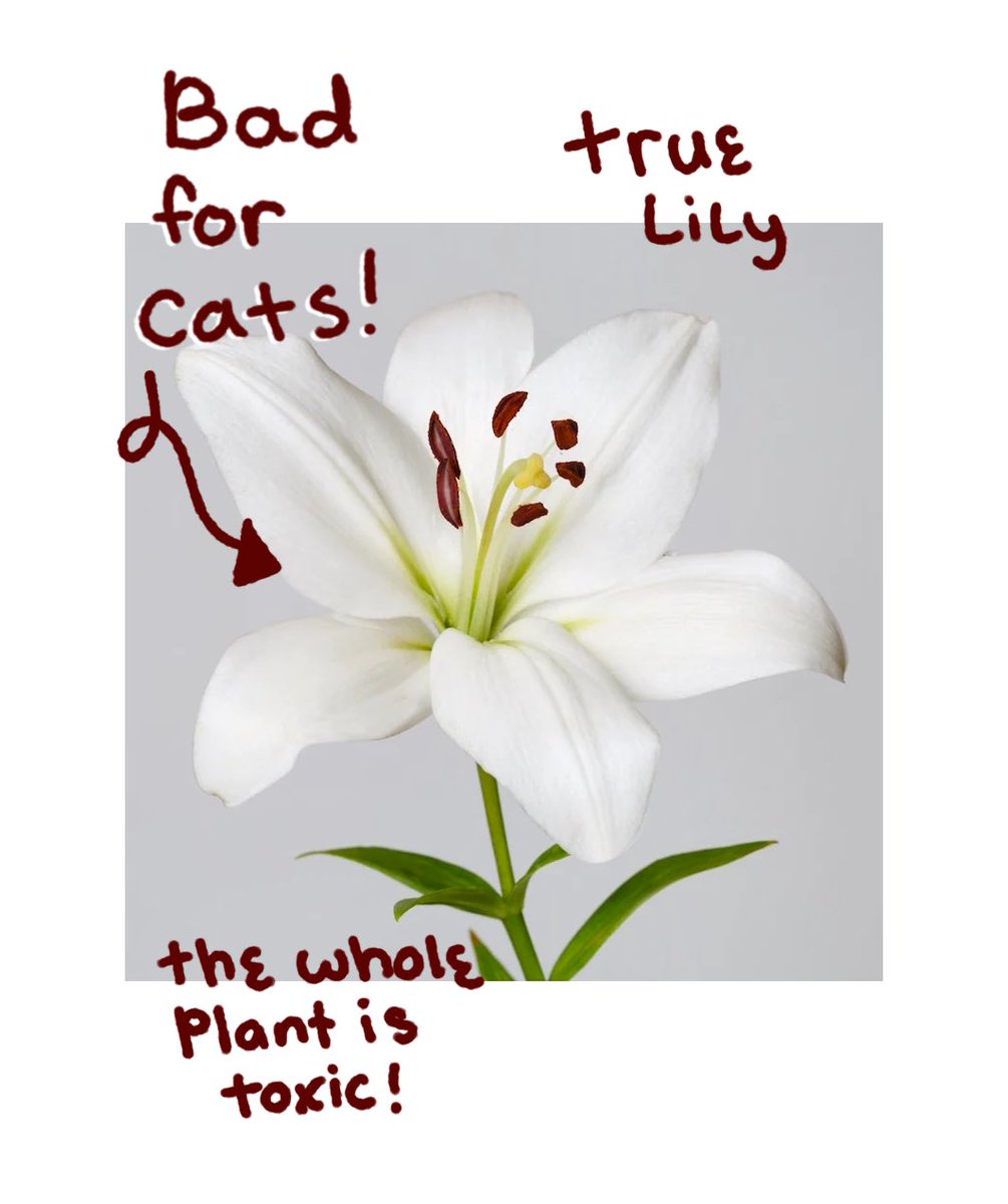 Cardea on Twitter "RT itskleine PSA for cat owners receiving or