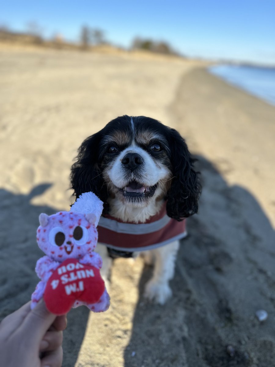 Happy Valentine’s Day, lovelies! I am nuts for you!🥜🐿️ ❤️😘

#dexter #cavpack #valentinesday #bemyvalentine #love #dogsoftwitter