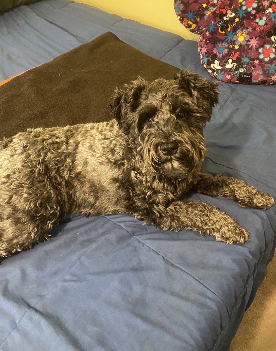 lilrunner tweet media