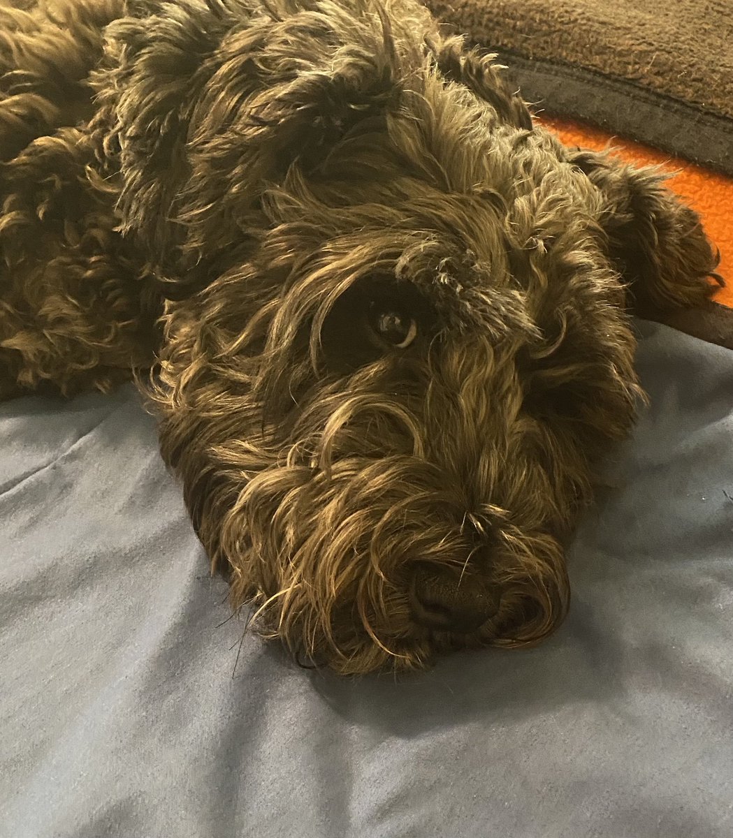 lilrunner tweet media