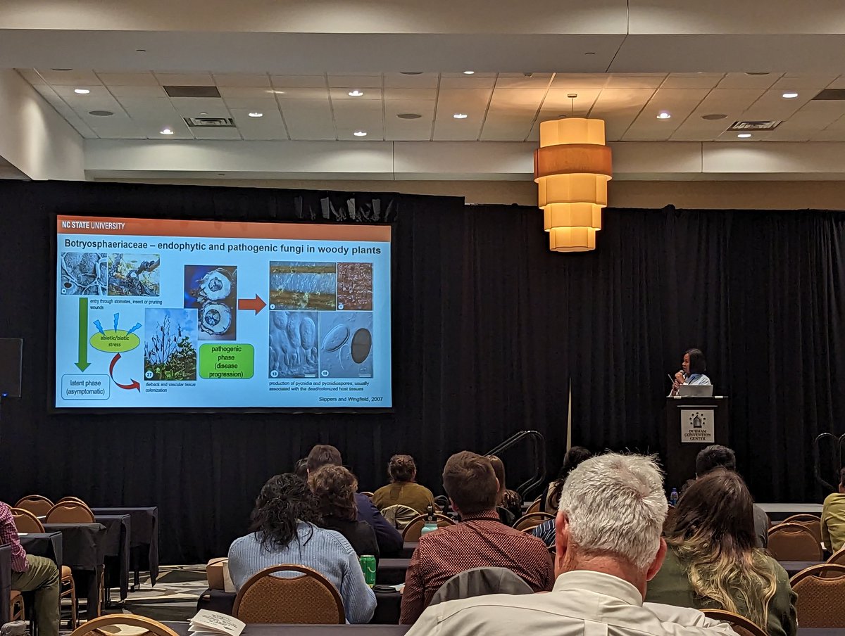 Last but certainly not least: Johnny Frias Balidion presenting association of Lasiodiplodia theobromae with dieback symptoms of cacao