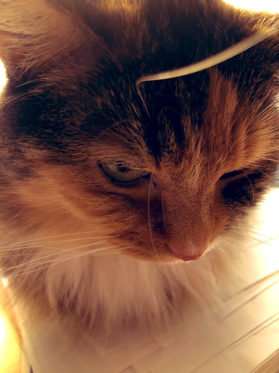 frances_price's tweet photo. @NatsRallyCat @catloverman1 @NASCARSammy @cwojoannexx @timzmom @nessellis @AutismNotEvery1 @ThreezkyMusic Sophie say #HaiTim & frens πΎ and happy Valentineβs Day π Sheβs wondering how to stop the pawparazzi from always getting in her face πΈπΈπΎ https://t.co/exhtFTiITU