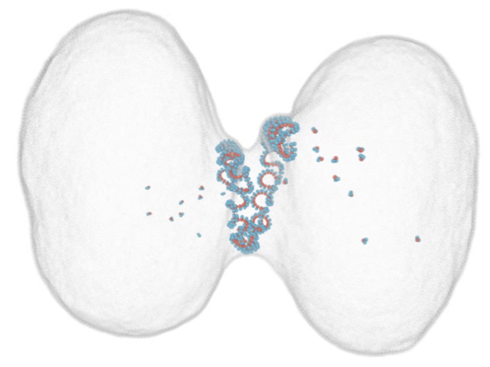 BppbSeminar's tweet photo. Please join us on Friday, Feb 17 for two great talks, from  Gabor Balazsi, on fitness landscapes in cancer, and Andela Saric, on assemblies that split cells across evolution! https://t.co/Wyqimel2JI