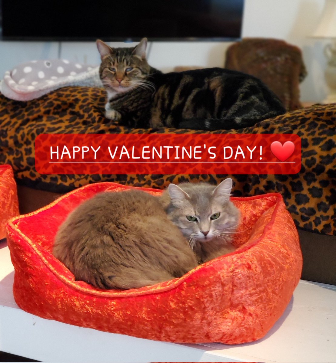 Just had to share this adorable picture of Peppermint Patty and Noa wishing everyone a Happy Valentine's Day! ❤️ 
#catseverywhere #myfreeloaders #pieceofmyheart 
#foster #adopt #savealife