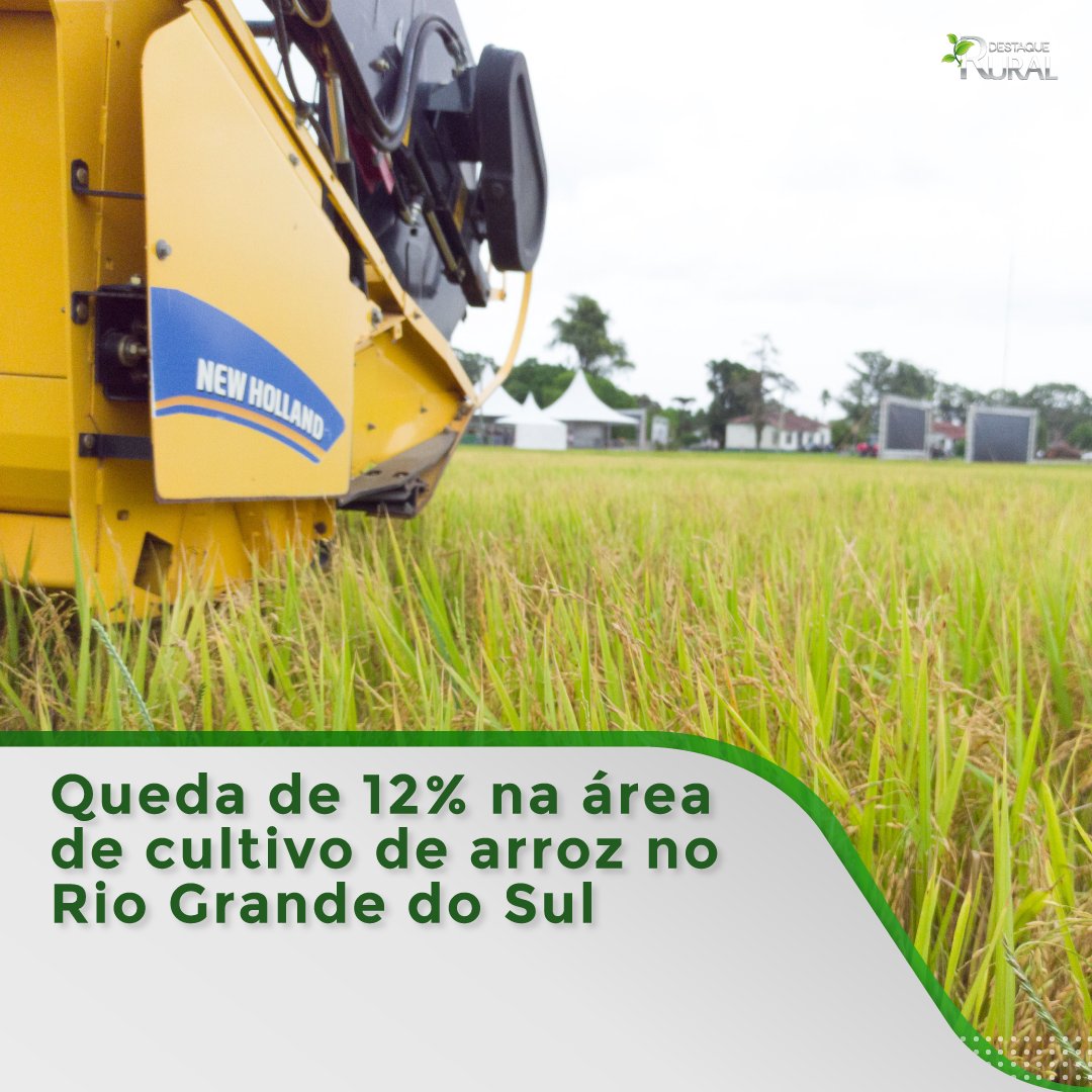 destaquerural's tweet photo. Com expectativa de um público de 10 mil pessoas, inicia hoje (14) uma das feiras mais importantes da cadeia orizícola, a 33ª Abertura Oficial da Colheita do Arroz.
  
#destaquerural #mercado #arroz
📸Leonardo Wink/Destaque Rural https://t.co/4etezWk3LL