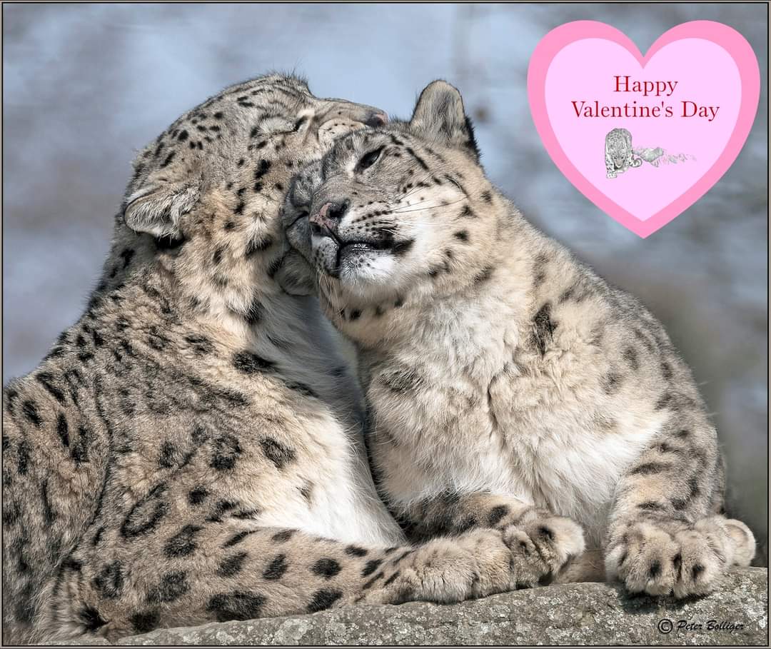 Happy Valentine's Day from all of us at the Snow Leopard Conservancy! Photo courtesty of Peter Bolliger