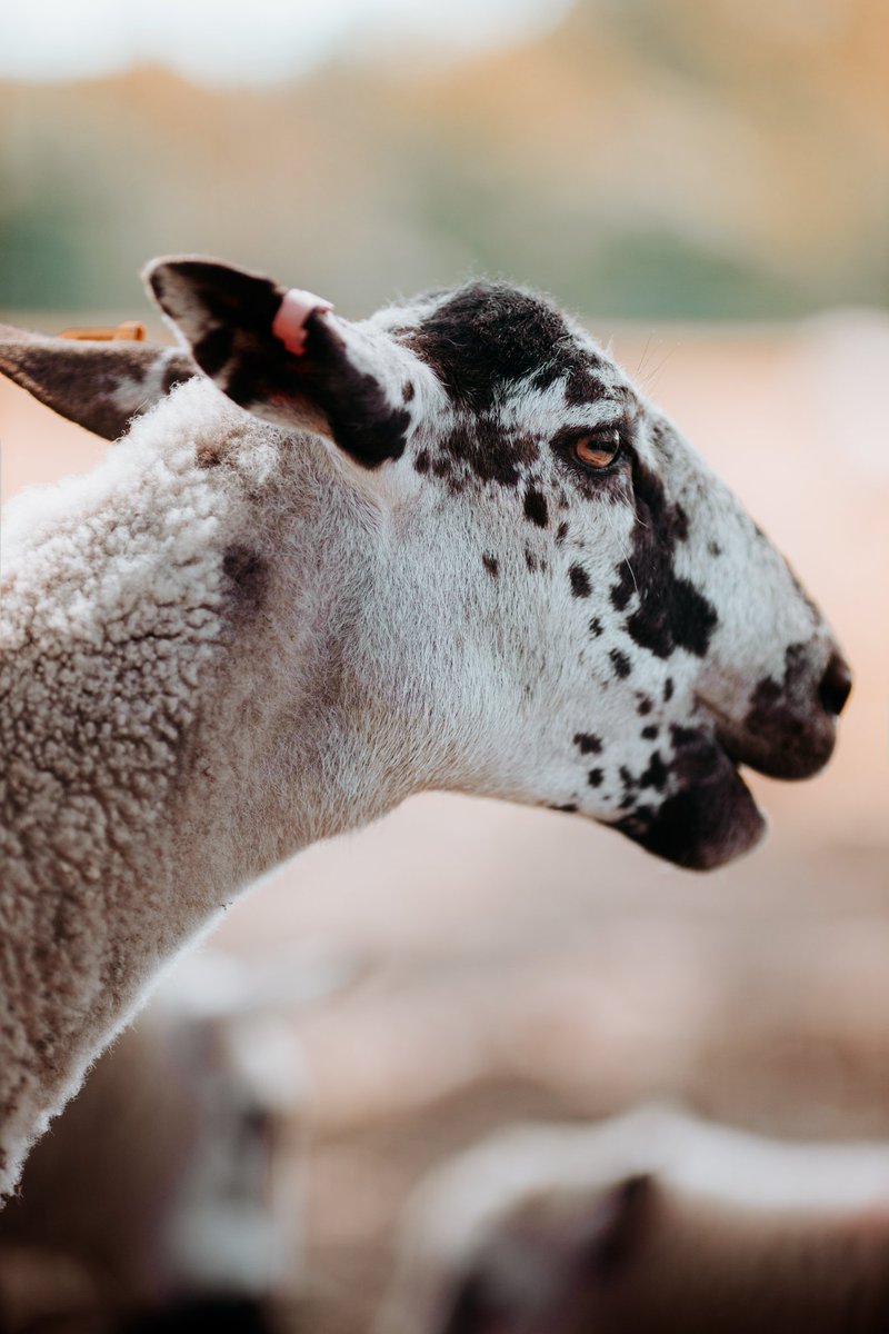 ElainaDaleyx's tweet photo. Just some cute animals to brighten your Tuesday 🐏
 ☀ #cuteanimals #animalphotography #manchester #canonphotography  #manchesterphotographer #NaturePhotography #AnimalsLover #farmanimal https://t.co/vDKwD9imMm