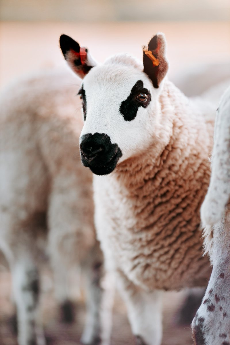 ElainaDaleyx's tweet photo. Just some cute animals to brighten your Tuesday 🐏
 ☀ #cuteanimals #animalphotography #manchester #canonphotography  #manchesterphotographer #NaturePhotography #AnimalsLover #farmanimal https://t.co/vDKwD9imMm